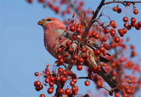 Pine Grosbeak - FINCH RESEARCH NETWORK