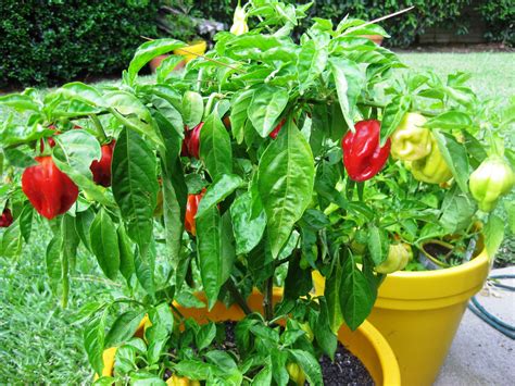 Viper Naga 2012 - One of the World's Hottest Chiles | Chile, Urban ...