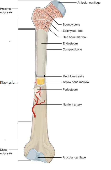 Bone Structure | Anatomy