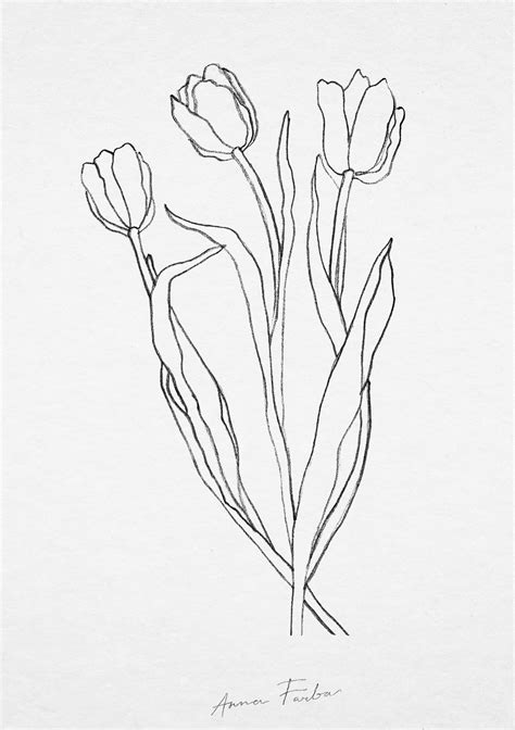 Botanical sketchbook by Anna Farba. Drawing plants and flowers. — Tulip ...