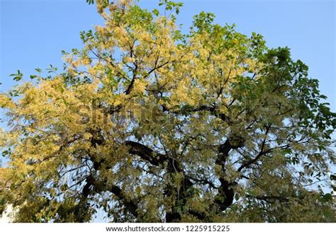 White Meranti Flowers Shorea Tree Shorea Stock Photo 1225915225 ...