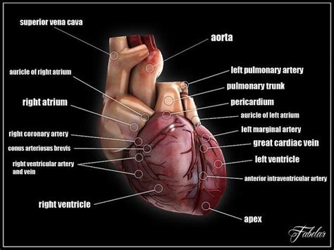 Human heart std mat 3D model | CGTrader