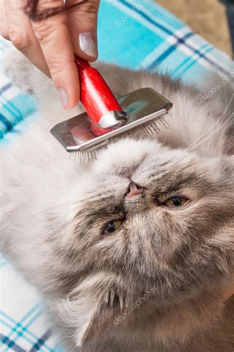 Grooming a Persian cat — Stock Photo © vpardi #61931913