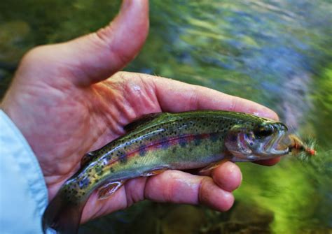 The Search for Native Salmonids: GSMNP - A Quick Report