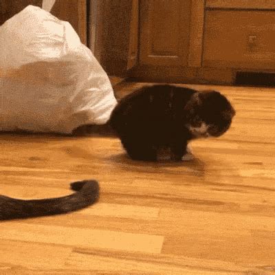 Epic Fail Cat GIF - EpicFail Fail Cat - Discover & Share GIFs