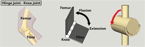 Knee joint is an example for (a) Ball and socket joint(b) Hinge joint(c) Pivot joint(d) Gliding ...