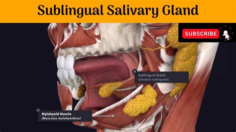 Sublingual Salivary Gland | Situation | Relation | Blood & Nerve Supply | Lymphatic Drainage ...