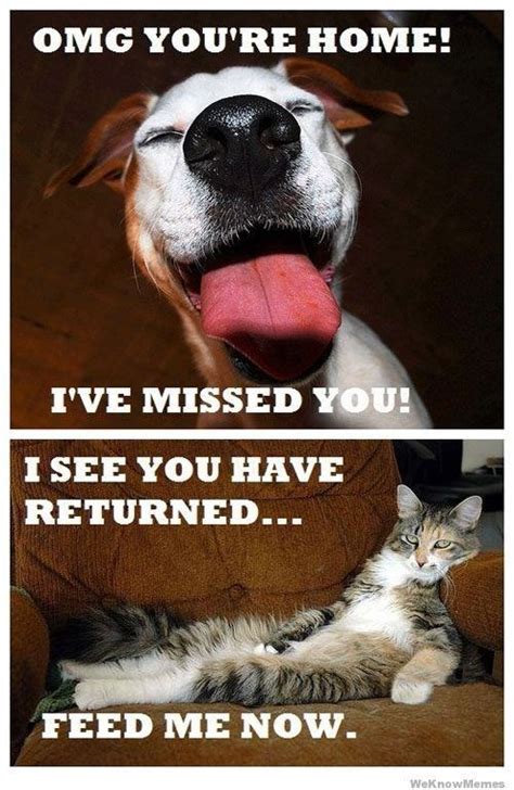 15 Cat Vs. Dog Memes To Show Who's The Boss | Funny animal pictures, Funny animals, Cat vs dog