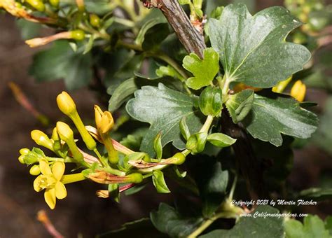 Ribes aureum | Golden Currant | California Gardens