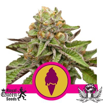 Green Gelato Strain - SeedFare Find the Perfect Seed at the Right Price