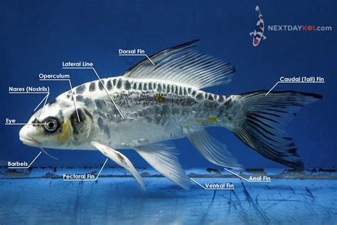 External Koi Fish Anatomy | Next Day Koi