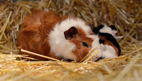 Merino Guinea Pig: Pictures, Temperament, and Traits | Pet Keen