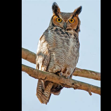 Great Horned Owl Nesting Habits