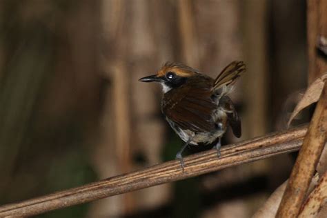 Wild life: Antbird | wild birds