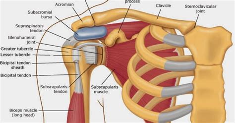 Subacromial Bursa Anatomy