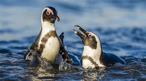 Overfishing threatens endangered African penguins in South Africa - CGTN