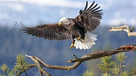 Bald Eagle Bird Of Prey With Open Wings In Blur Blue Sky Background ...