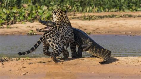 Ягуар Против Крокодила Подборка - Jaguar VS Crocodile Compilation - YouTube