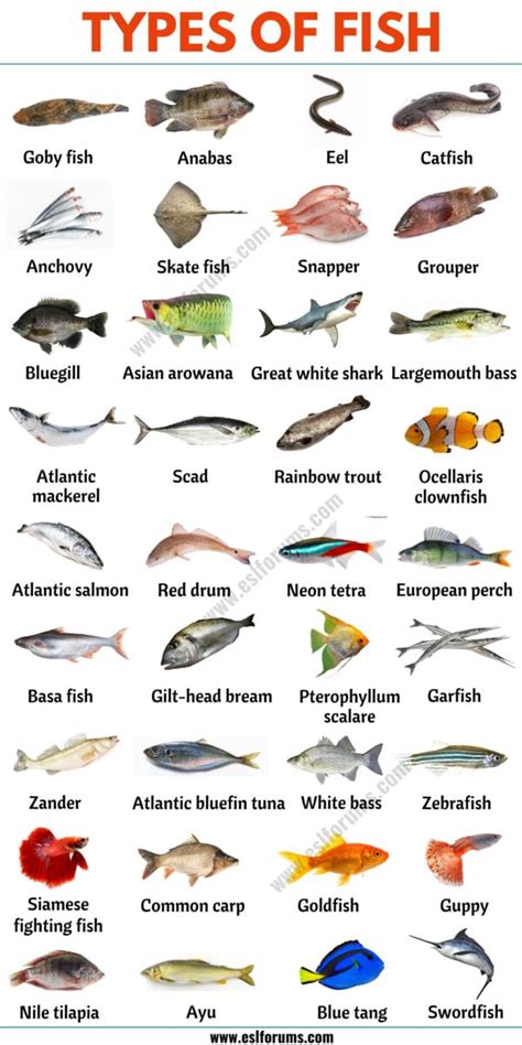79 Types of Fish from All Around the World - ESL Forums
