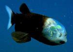 Barreleye Fish