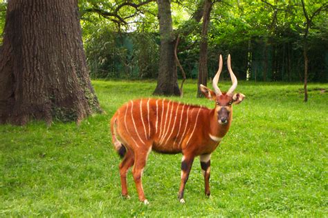 File:Bongo NashvilleZoo.jpg - Wikipedia