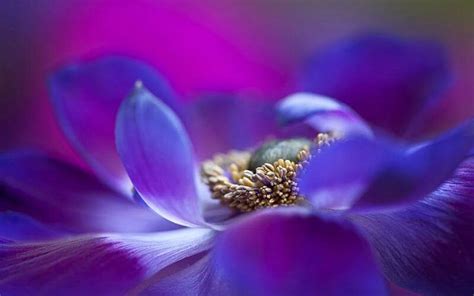 55 Beautiful Macro Flower Pictures - The Photo Argus