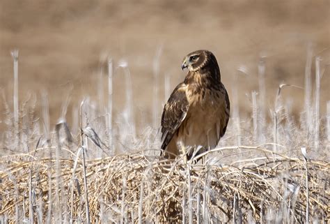 My Big Little World : Juvenile Female Northern Harrier at Bear River