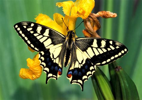 Rare Swallowtail butterfly making a return to Sussex | Sussex Express