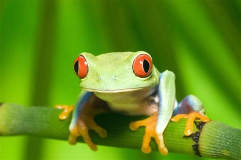 Arquivo de Costa Rica | Animal symbolism, Red eyed tree frog, Animals