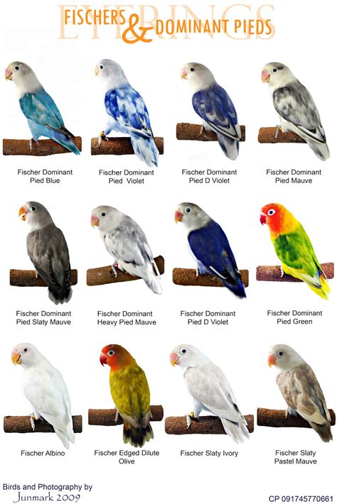 Philippine Lovebirds: Bird Posters