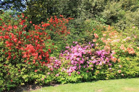 Savill Gardens 16-05-2014 | The Savill Garden is an enclosed… | Flickr