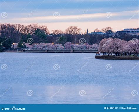 Beautiful Sunset Skyline of Downtown with Cherry Blossom Stock Image ...