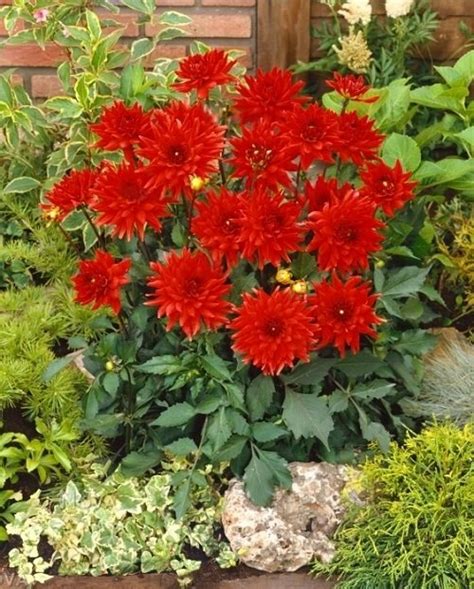 27 Best Red Dahlia Varieties for the Garden | Red Dahlia Meaning and Symbolism