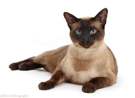 Seal point Siamese-cross cat photo WP31533