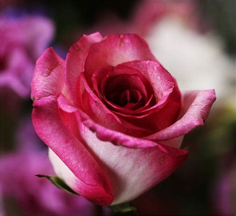 Budding Rose Pictures, Photos, and Images for Facebook, Tumblr, Pinterest, and Twitter