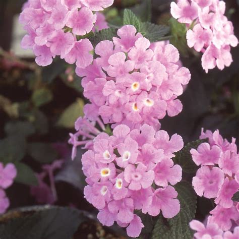 7.2 Qt. Pink Trailing Lantana Hanging Basket 40850 - The Home Depot