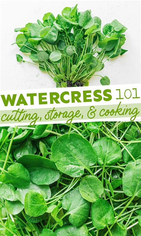 Cress 101: All About Watercress and Garden Cress! | Watercress recipes, Watercress, Greens recipe