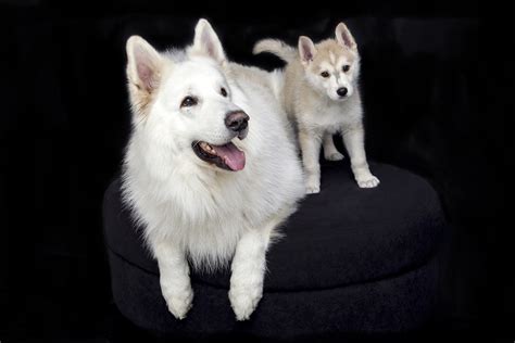 Free Images : sweet, puppy, cute, pet, dogs, animals, vertebrate, dog breed, white shepherd ...