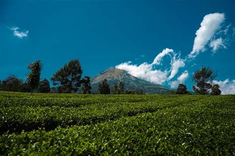 Kebun Teh Tambi, Agrowisata Untuk Self Healing Di Wonosobo – NativeIndonesia.com