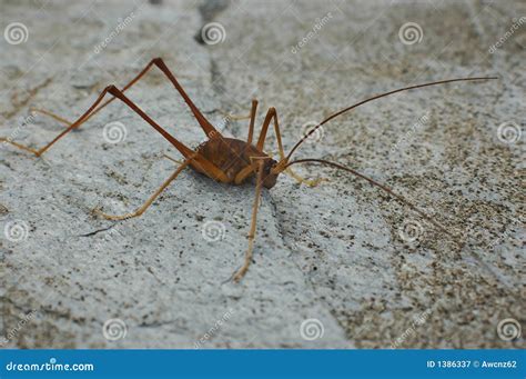 Cave weta stock image. Image of large, pacific, insect - 1386337