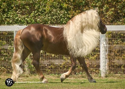 GHA - Dante - Stallions