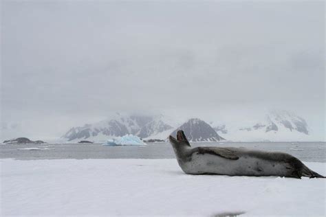 Antarctic Wildlife