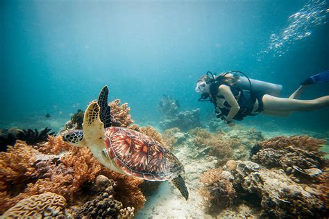 Snorkeling with Sea Turtles on Gili Trawangan