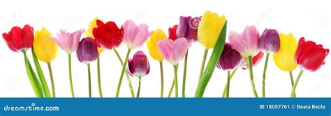 Spring Tulip Flowers in a Row Stock Image - Image of floral, mothers ...