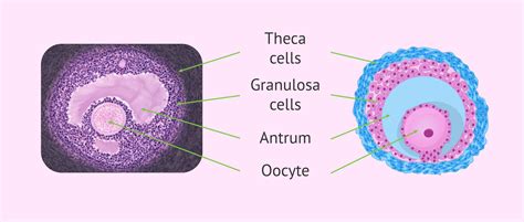 What is an Ovarian Follicle?