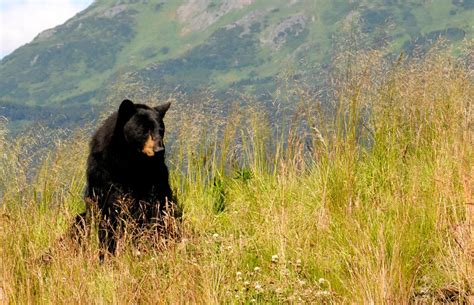 Wildlife in the Great Smoky Mountains – 4 and a half Street Inn