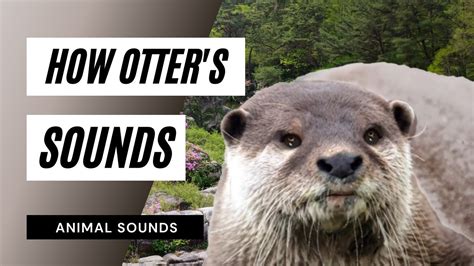 Otter's Sounds - the animal sounds: otter's sounds / sound effect / animation - YouTube