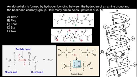 How Alpha-helix is formed? - YouTube