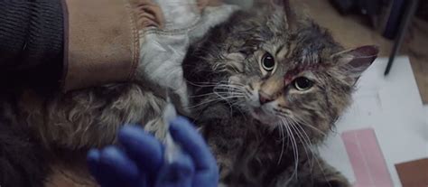 Pet Sematary (2019) - Cinema Cats