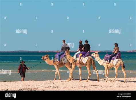 camel safari in Australia Stock Photo - Alamy